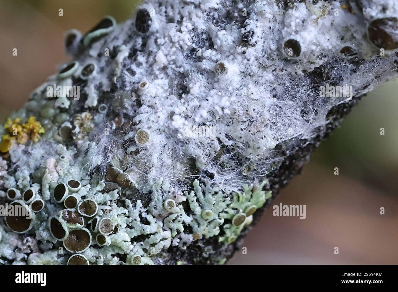 Athelia arachnoidea, comunemente nota come cobweb Duster, fungo proveniente dalla Finlandia Foto Stock