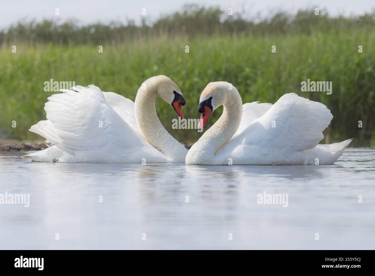 Mute Swans [ Cygnus olor ] coppia di uccelli in esposizione , Abbotsbury Swannery, Dorset, UK Foto Stock