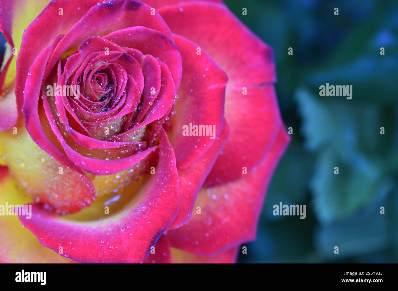 Rose rosa e gialle fresche e bagnate con goccioline in macrofotografia. Rosa fresca e umida con goccioline in macro Foto Stock