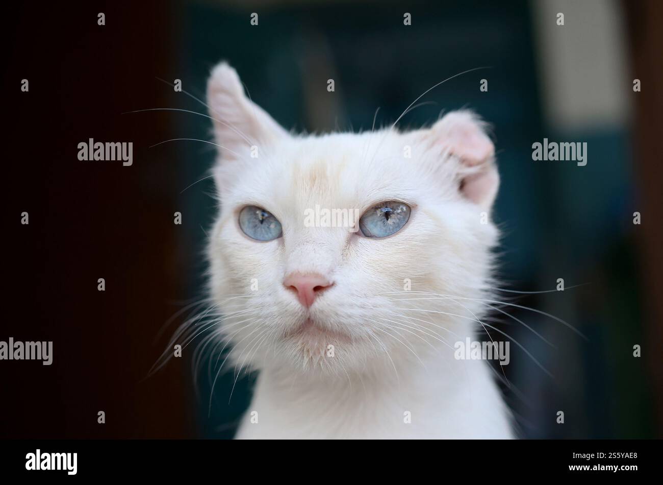 Un gatto bianco puro con occhi blu turchese e orecchie rosa difettose all'aperto. Gatto bianco puro con occhi blu turchese e orecchie rosa difettose Foto Stock