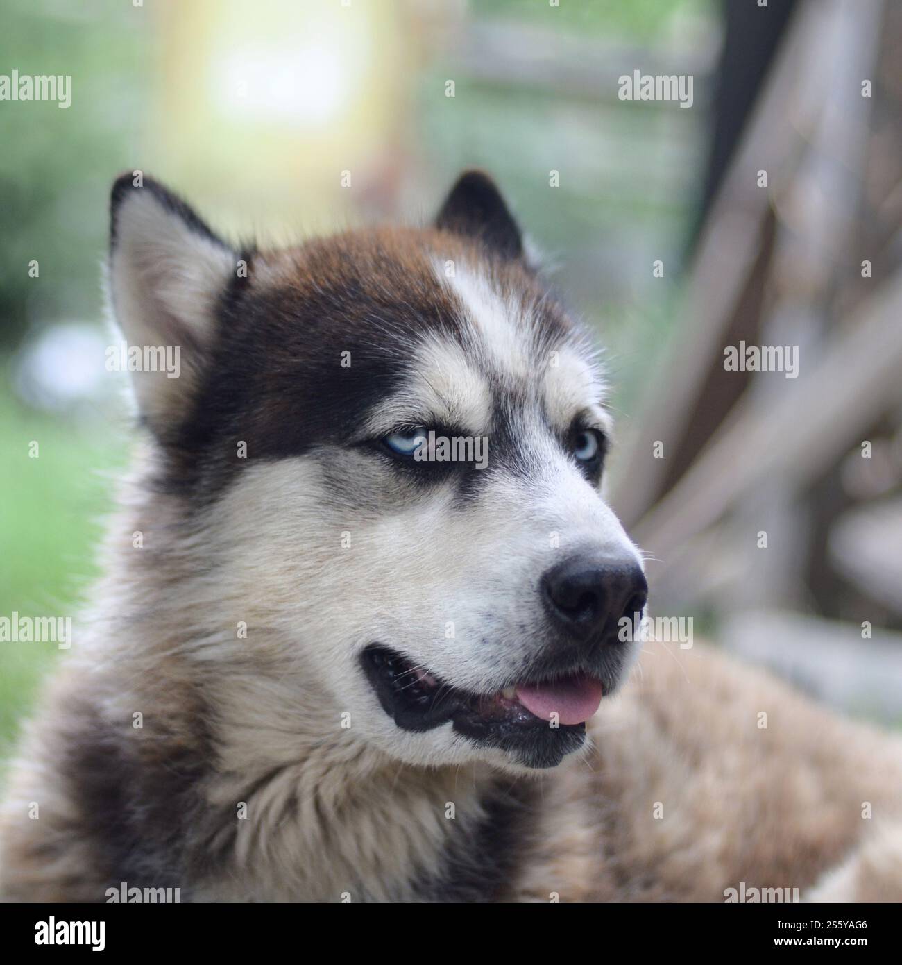 Alaskan Malamute con gli occhi blu. Il Malamute artico è un cane di dimensioni abbastanza grandi, progettato per lavorare nell'imbracatura, uno dei più antichi Foto Stock