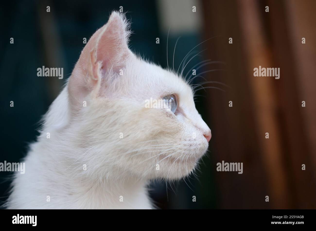 Un gatto bianco puro con occhi blu turchese e orecchie rosa difettose all'aperto. Gatto bianco puro con occhi blu turchese e orecchie rosa difettose Foto Stock