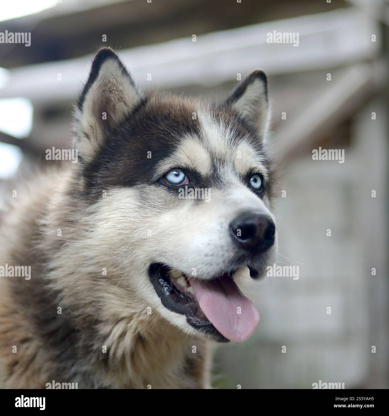 Alaskan Malamute con gli occhi blu. Il Malamute artico è un cane di dimensioni abbastanza grandi, progettato per lavorare nell'imbracatura, uno dei più antichi Foto Stock