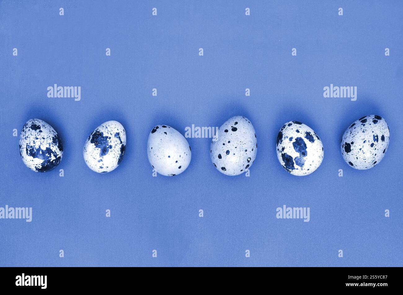 Uova di quaglia su una superficie fantoccio di colore blu classico, vista dall'alto, spazio vuoto per il testo, ricetta. Uova di quaglia su superficie Phantom di colore blu classico, Foto Stock