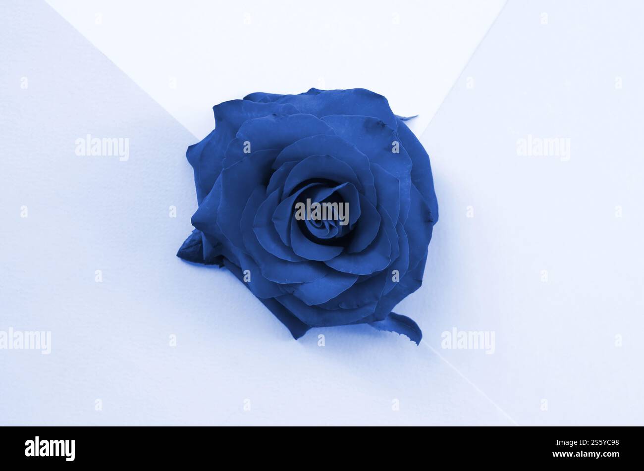 Vista dall'alto del fiore di rosa su sfondo blu classico fantoccio. Stile minimalista piatto. Fiore di rosa su fondo Phantom classico blu Foto Stock