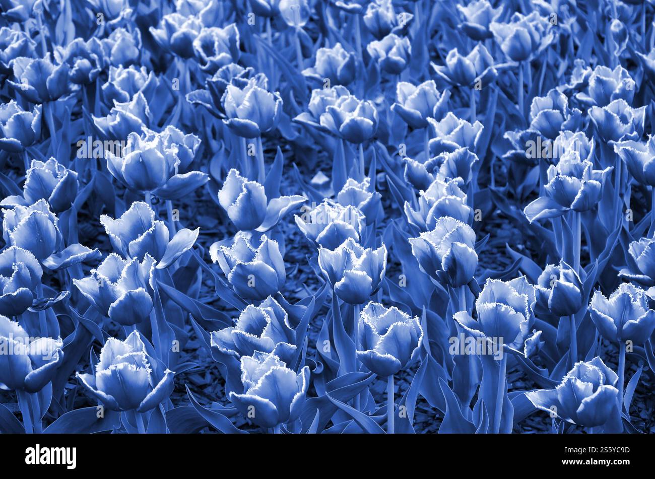 Immagine di splendidi tulipani in profondità di campo. Campo blu di tulipani primaverili in fiore. phantom di colore blu classico. Foto di bellissimi tulipani Foto Stock
