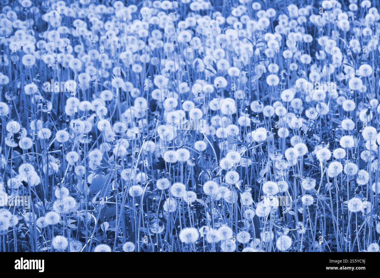 I morbidi leoni bianchi fioriscono in natura, sfondo naturale. Molti fiori in un prato blu fantoccio da vicino. Messa a fuoco selettiva. Bianco Foto Stock