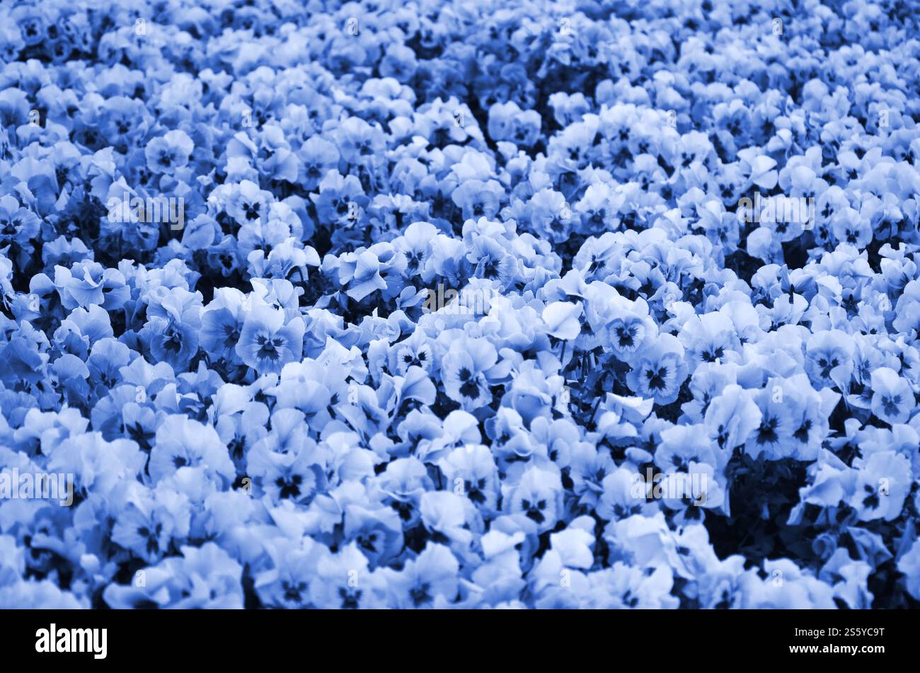 Primo piano delle pansie nel giardino. Foto naturali di stagione. phantom di colore blu classico. Primo piano delle pansie nel giardino. Foto naturali di stagione. fantoccio Foto Stock