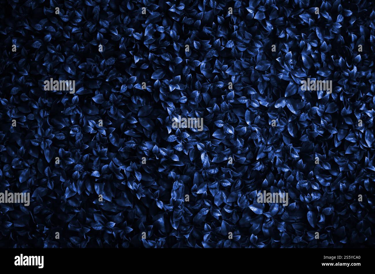 Ivy cresce lungo il muro. Consistenza di fitti boschetti di vite selvatiche. phantom di colore blu classico. Ivy cresce lungo il muro. Consistenza di fitti boschetti di Foto Stock