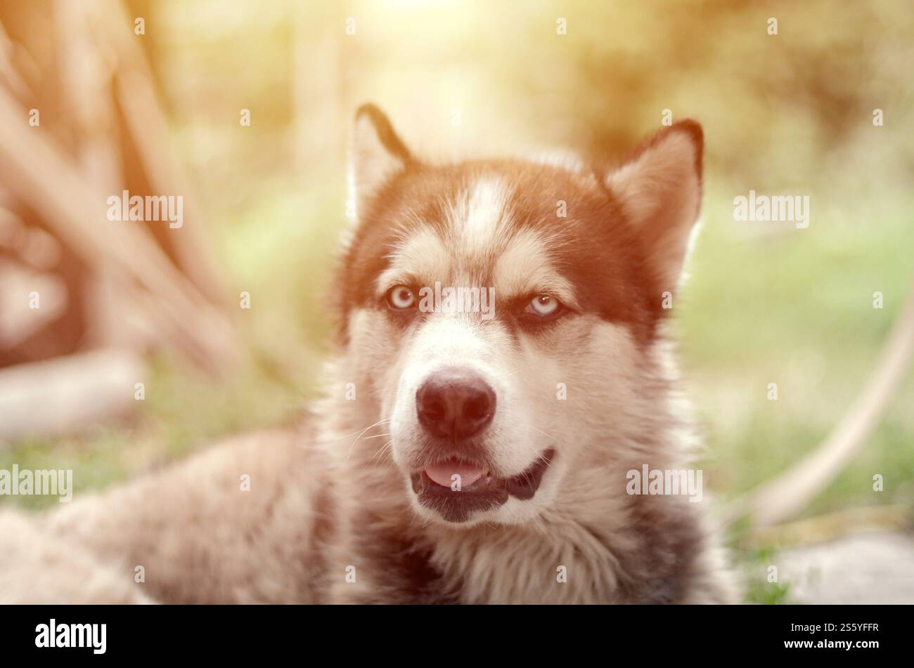 Alaskan Malamute con gli occhi blu. Il Malamute artico è un cane di dimensioni abbastanza grandi, progettato per lavorare nell'imbracatura, uno dei più antichi Foto Stock