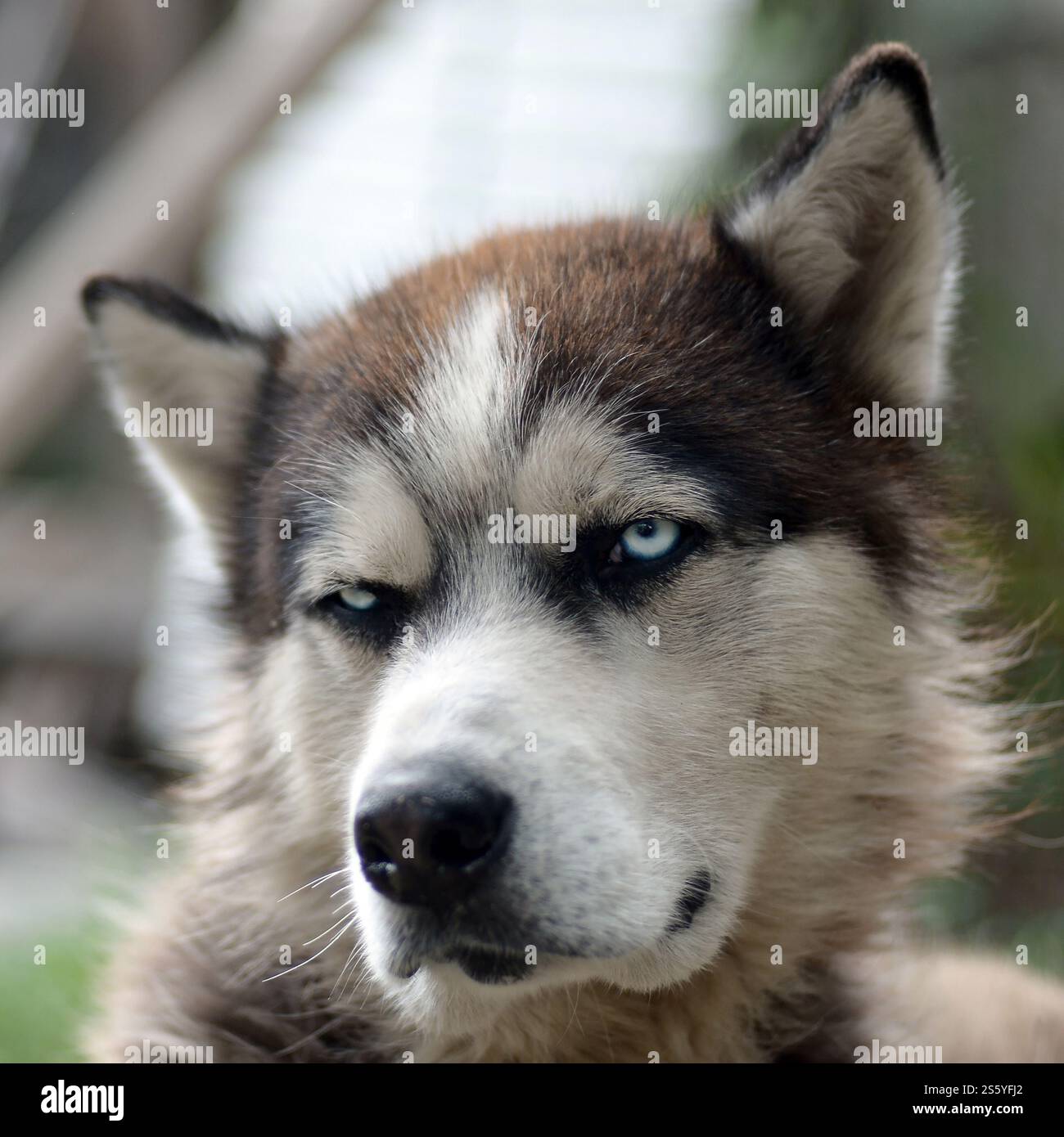 Alaskan Malamute con gli occhi blu. Il Malamute artico è un cane di dimensioni abbastanza grandi, progettato per lavorare nell'imbracatura, uno dei più antichi Foto Stock
