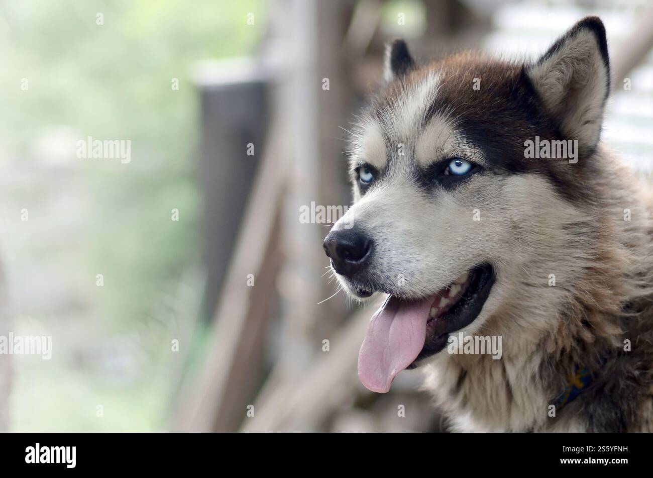 Alaskan Malamute con gli occhi blu. Il Malamute artico è un cane di dimensioni abbastanza grandi, progettato per lavorare nell'imbracatura, uno dei più antichi Foto Stock