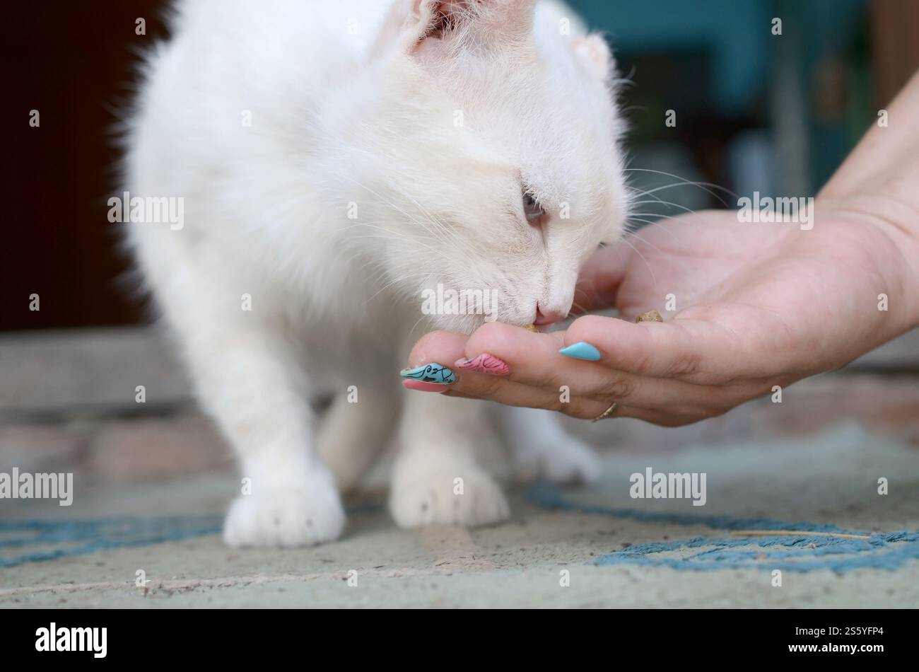 Close up puro alimentazione carino graziosi bel gatto Kitty. Cat abbassare la testa a odore e mangiare alimenti per gatti. un lato utilizzare cucchiaio di alimentare un altro tenere alcuni cat Foto Stock