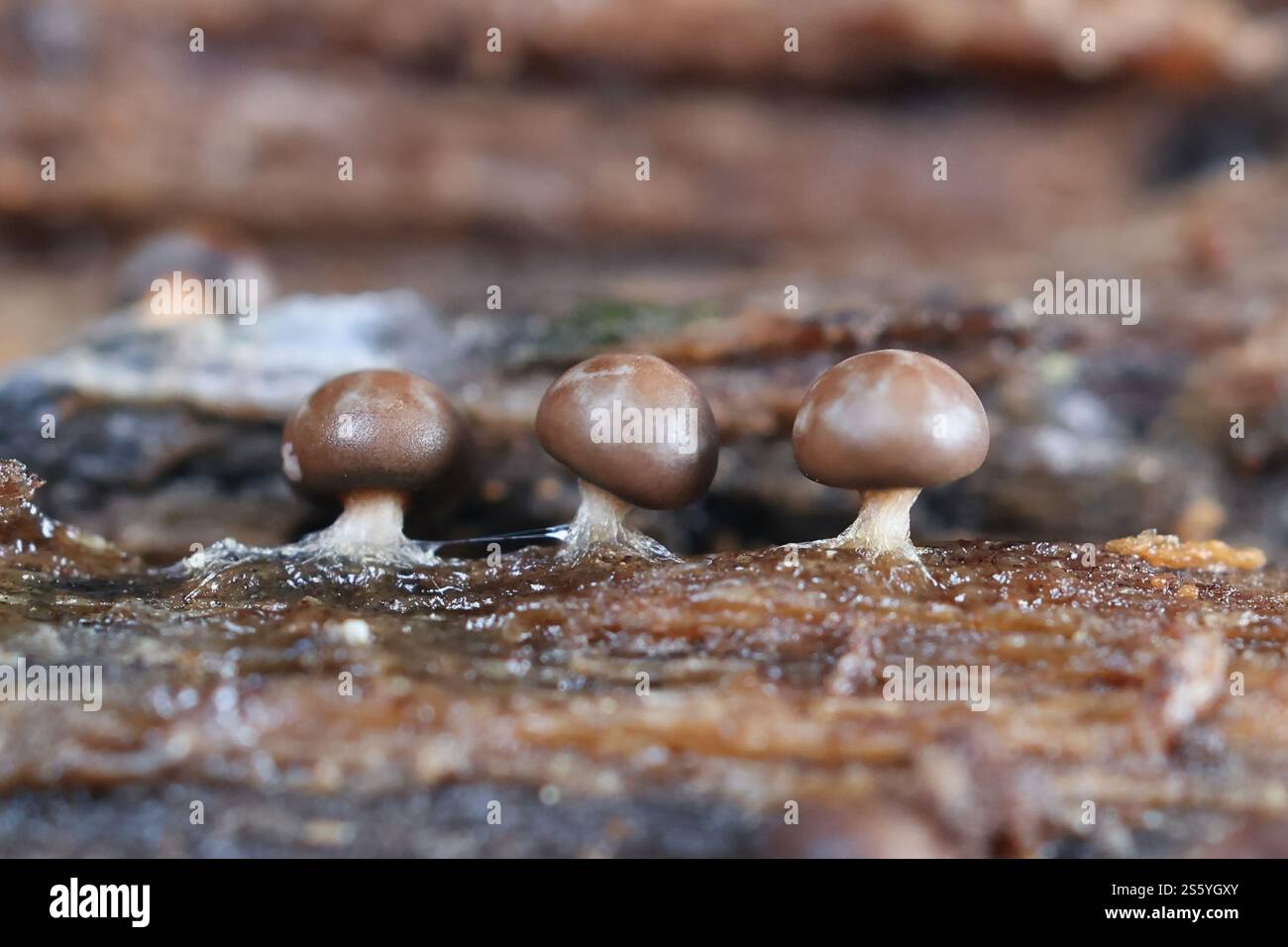 Diderma radiatum, una muffa di melma dalla Finlandia, nessun nome inglese comune Foto Stock