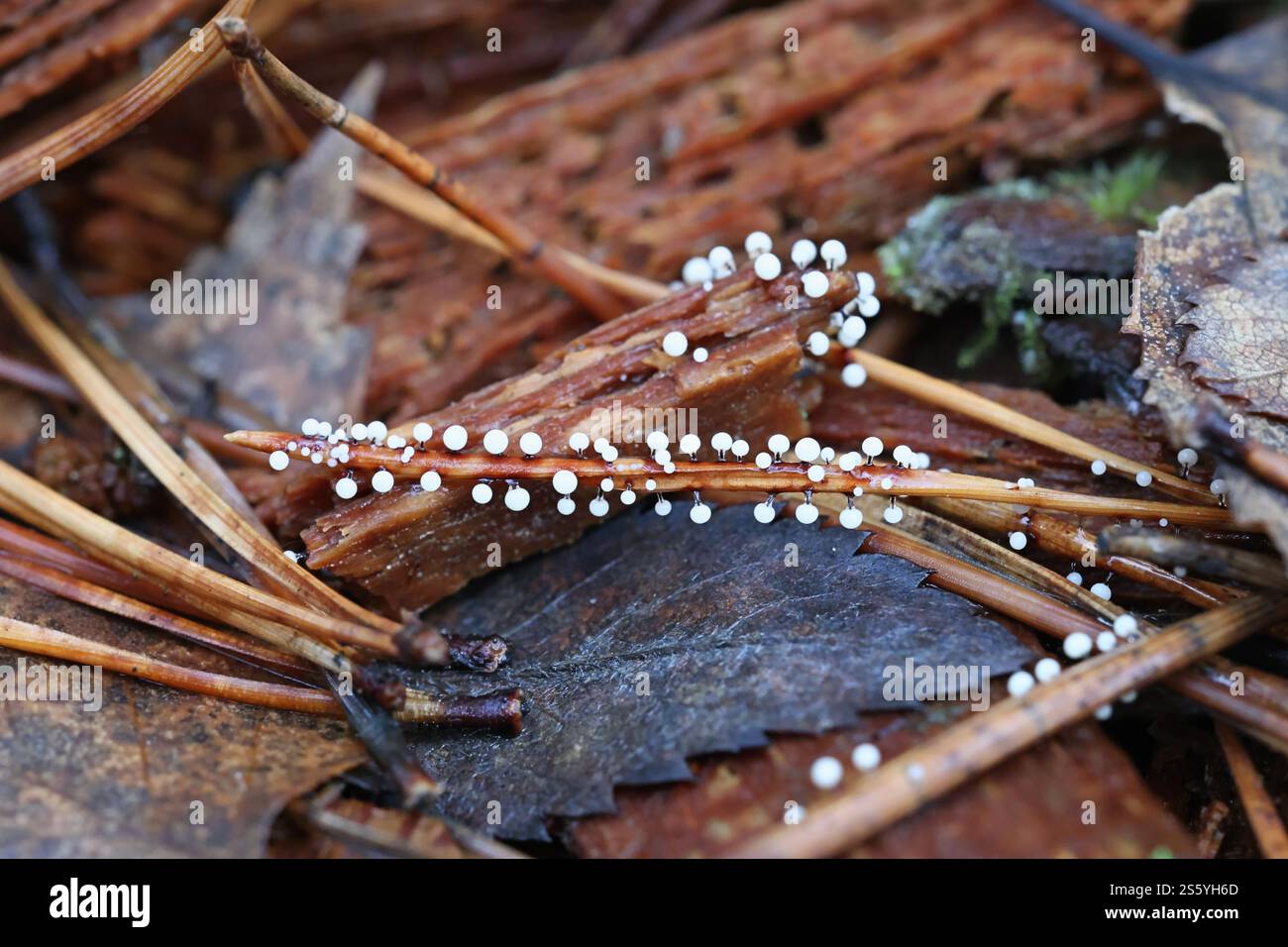 Lamproderma nigrescens, una muffa di melma finlandese, nessun nome inglese comune Foto Stock