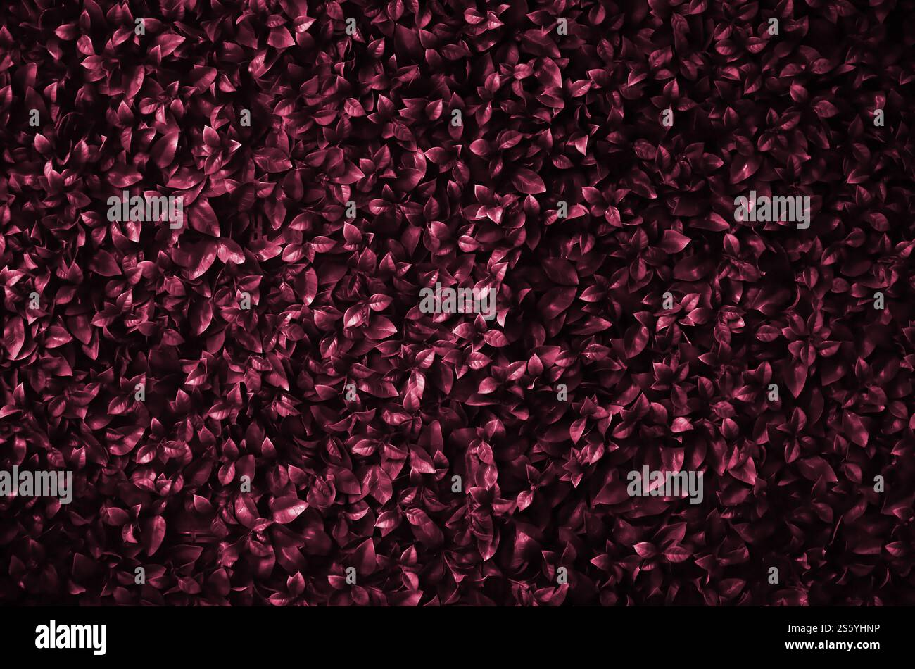 Ivy cresce lungo il muro. Consistenza di fitti boschetti di vite selvatiche. Immagine in Viva Magenta, colore dell'anno 2023. Ivy cresce lungo il muro. Foto Stock