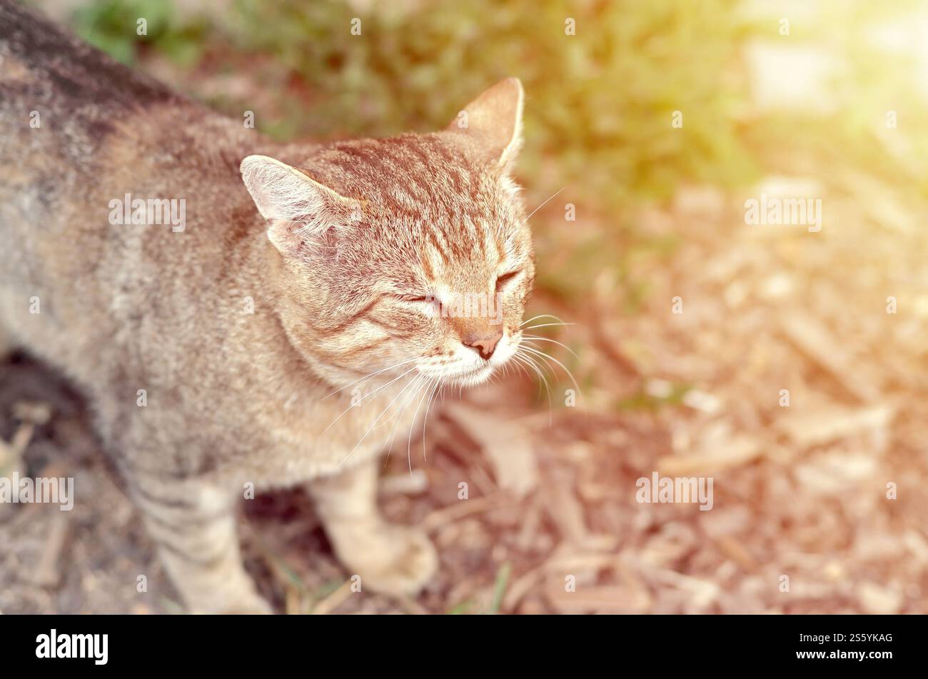 Ritratto muso di un gatto tabby a righe grigie con occhi verdi, messa a fuoco selettiva. Un concetto di umore triste. Triste ritratto alla museruola di un gatto tabby a righe grigie con Foto Stock