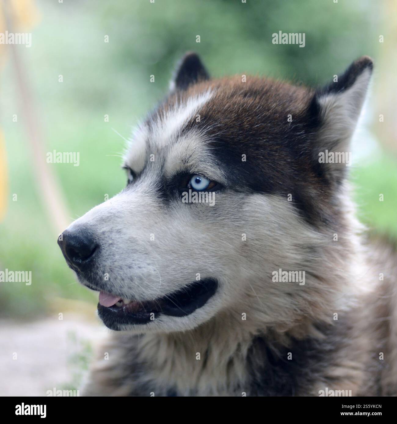 Alaskan Malamute con gli occhi blu. Il Malamute artico è un cane di dimensioni abbastanza grandi, progettato per lavorare nell'imbracatura, uno dei più antichi Foto Stock