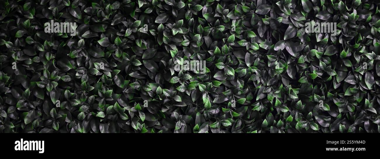 Green ivy cresce lungo la parete. Texture di densi canneti del vitigno selvatico Foto Stock