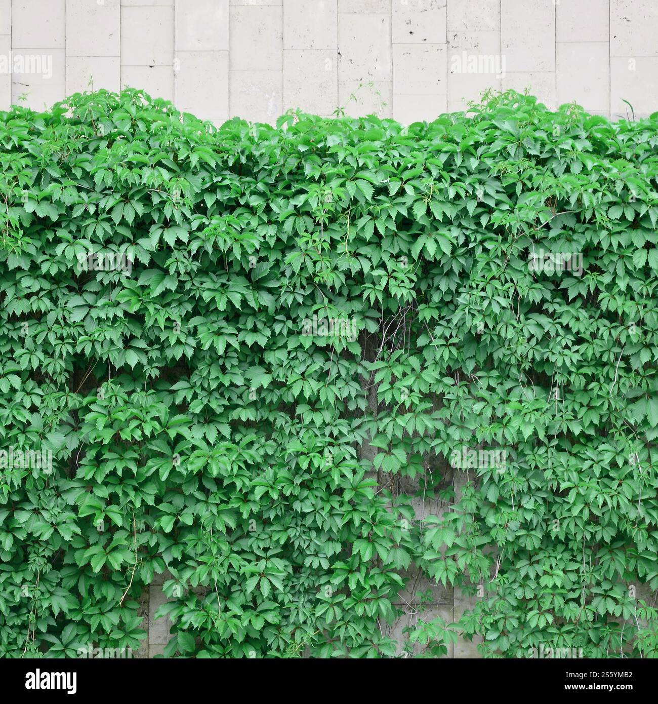 Green ivy cresce lungo il muro beige di piastrelle dipinte. Texture di densi canneti di selvatico edera Foto Stock