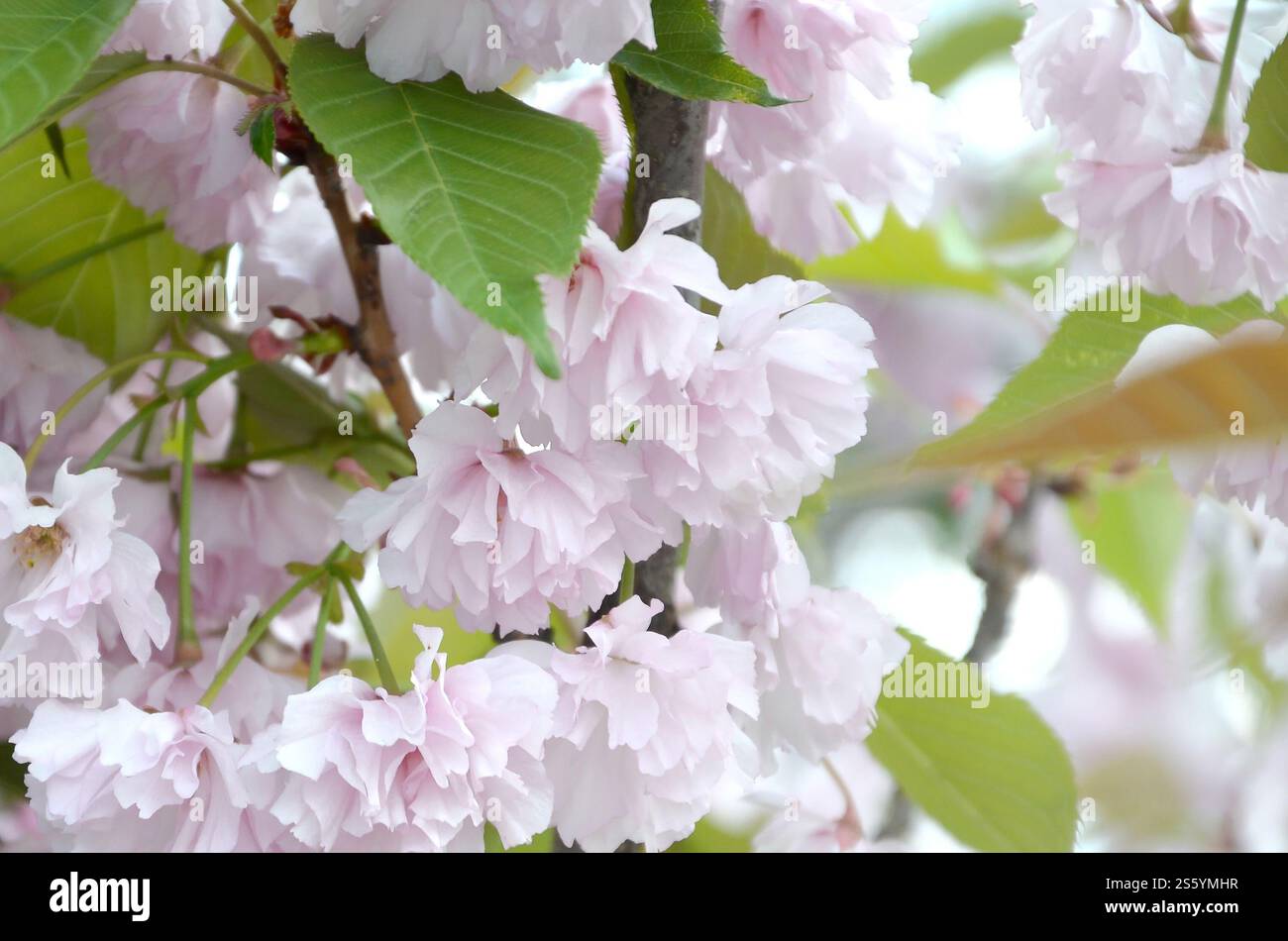 Cherry Sakura in Giappone nella stagione della fioritura. Petali di ciliegio rosa pastello di colore simile al corallo vivente. sakura ciliegia rosa pastello in Giappone Foto Stock