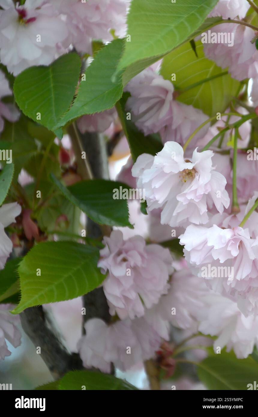 Cherry Sakura in Giappone nella stagione della fioritura. Petali di ciliegio rosa pastello di colore simile al corallo vivente. sakura ciliegia rosa pastello in Giappone Foto Stock