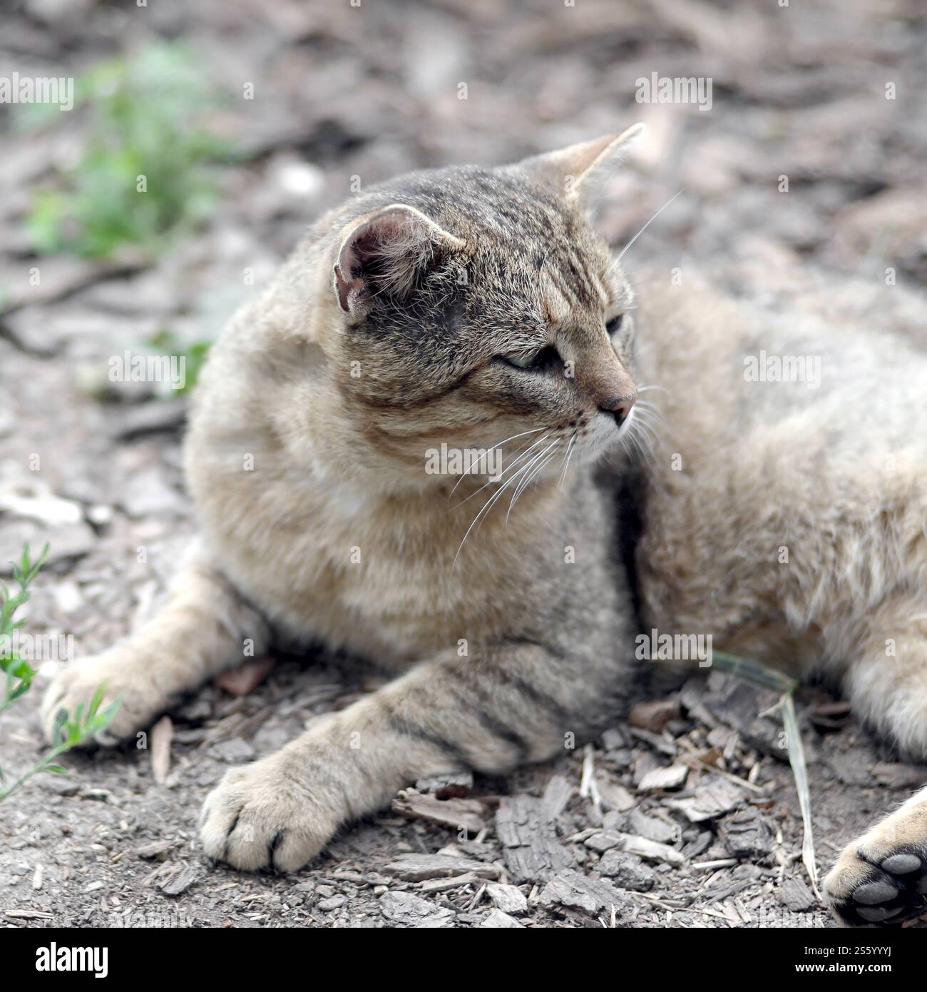 Ritratto muso di un gatto tabby a righe grigie con occhi verdi, messa a fuoco selettiva. Un concetto di umore triste. Triste ritratto alla museruola di un gatto tabby a righe grigie con Foto Stock