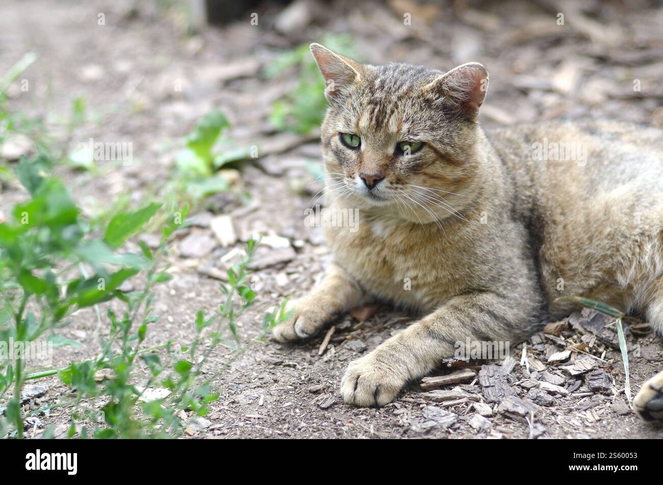 Ritratto muso di un gatto tabby a righe grigie con occhi verdi, messa a fuoco selettiva. Un concetto di umore triste. Triste ritratto alla museruola di un gatto tabby a righe grigie con Foto Stock