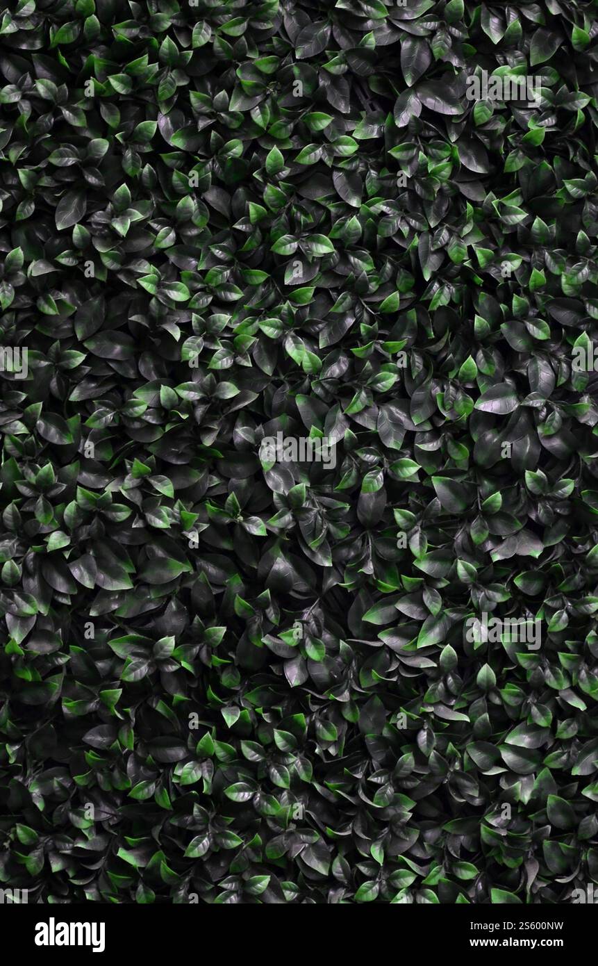 Green ivy cresce lungo la parete. Texture di densi canneti del vitigno selvatico Foto Stock