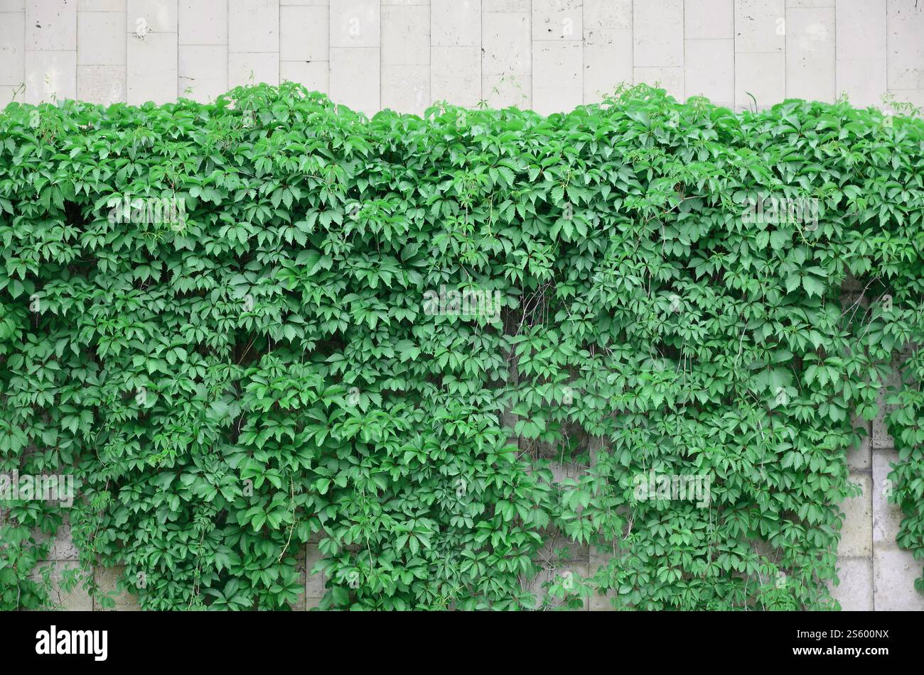 Green ivy cresce lungo il muro beige di piastrelle dipinte. Texture di densi canneti di selvatico edera Foto Stock