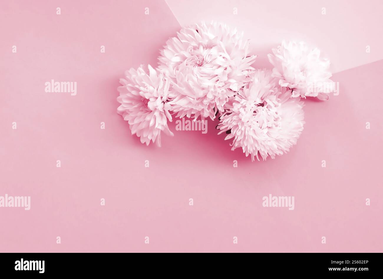Fiori di Crisantemo bianco sulla vista dall'alto. Stile piatto minimalismo tonalità immagine in Viva Magenta, colore dell'anno 2023. Fiori bianchi del crisantemo Foto Stock