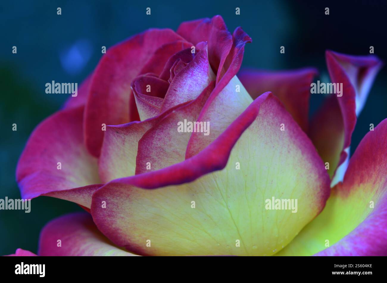 Rose rosa e gialle fresche e bagnate con goccioline in macrofotografia. Rosa fresca e umida con goccioline in macro Foto Stock
