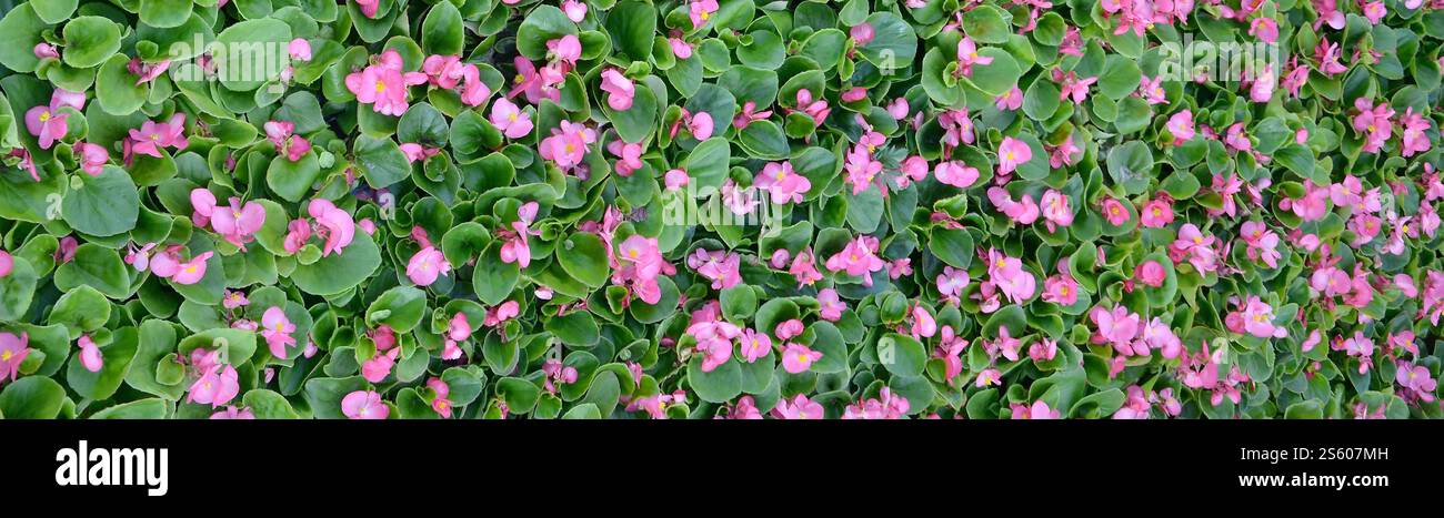 Foto di copertina di fiori di begonia rosa. Motivo floreale. Primo piano della texture di sfondo dei fiori. Foto di copertina del motivo floreale dei fiori di begonia rosa Foto Stock