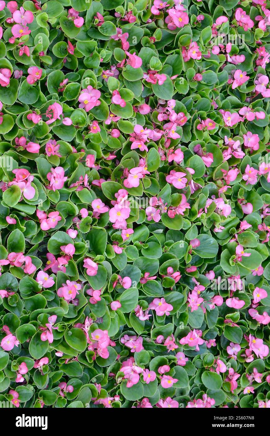 Foto di copertina di fiori di begonia rosa. Motivo floreale. Primo piano della texture di sfondo dei fiori. Foto di copertina del motivo floreale dei fiori di begonia rosa Foto Stock