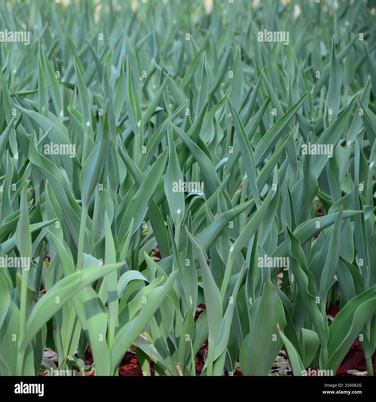 Molti gambi verdi di tulipani rossi crescono in un'aiuola da vicino. Molti gambi verdi di tulipani rossi crescono in un'aiuola Foto Stock
