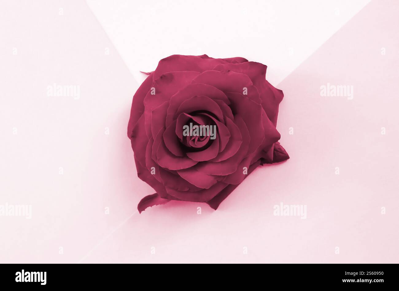 Vista dall'alto del fiore di rosa sullo sfondo. Stile piatto minimalismo tonalità immagine in Viva Magenta, colore dell'anno 2023. Vista dall'alto del fiore di rosa sullo sfondo Foto Stock