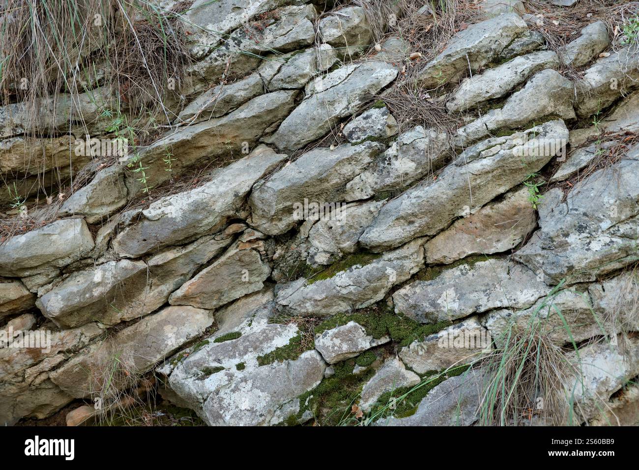 Muschio su un rilievo roccioso e consistenza di pietra con motivi. Sfondo naturale in pietra. Flora di montagna. Sfondo naturale dettagliato. Muschio sulla roccia Foto Stock