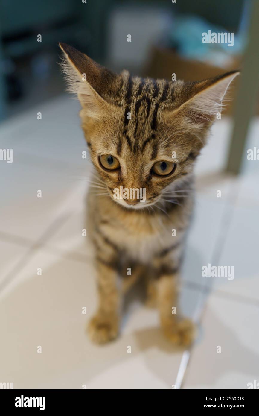 Piccoli cuccioli di marrone gattino degli animali carini in casa Foto Stock