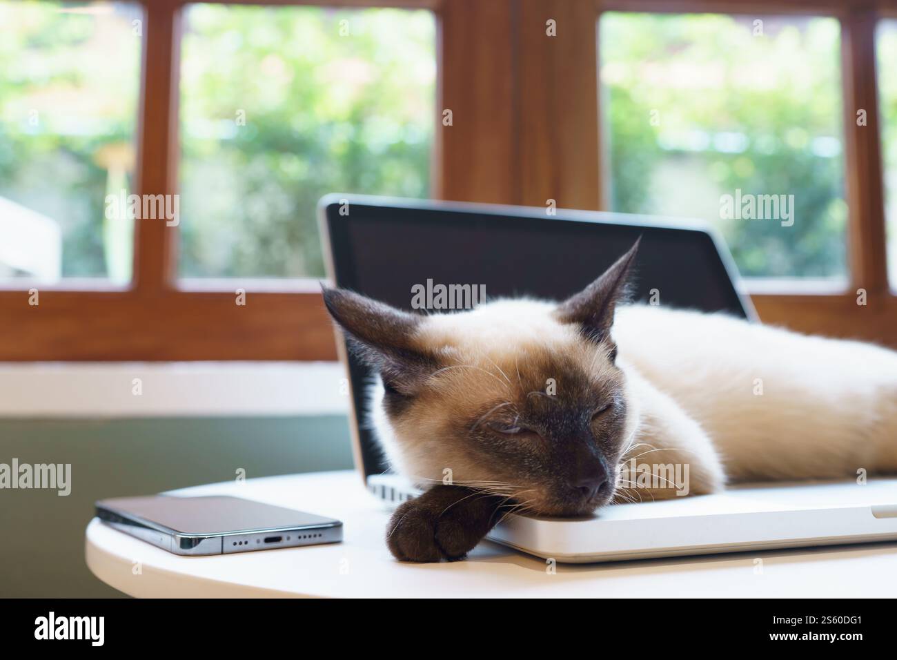 Cat su un computer portatile che lavora da casa con Cat. cat dorme su un assistente alla tastiera del computer portatile Cat che lavora al computer portatile Foto Stock