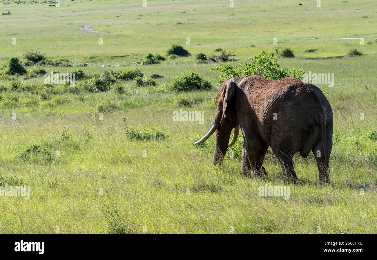 Elefanti Maasai mara che pascolano nel Bush Foto Stock