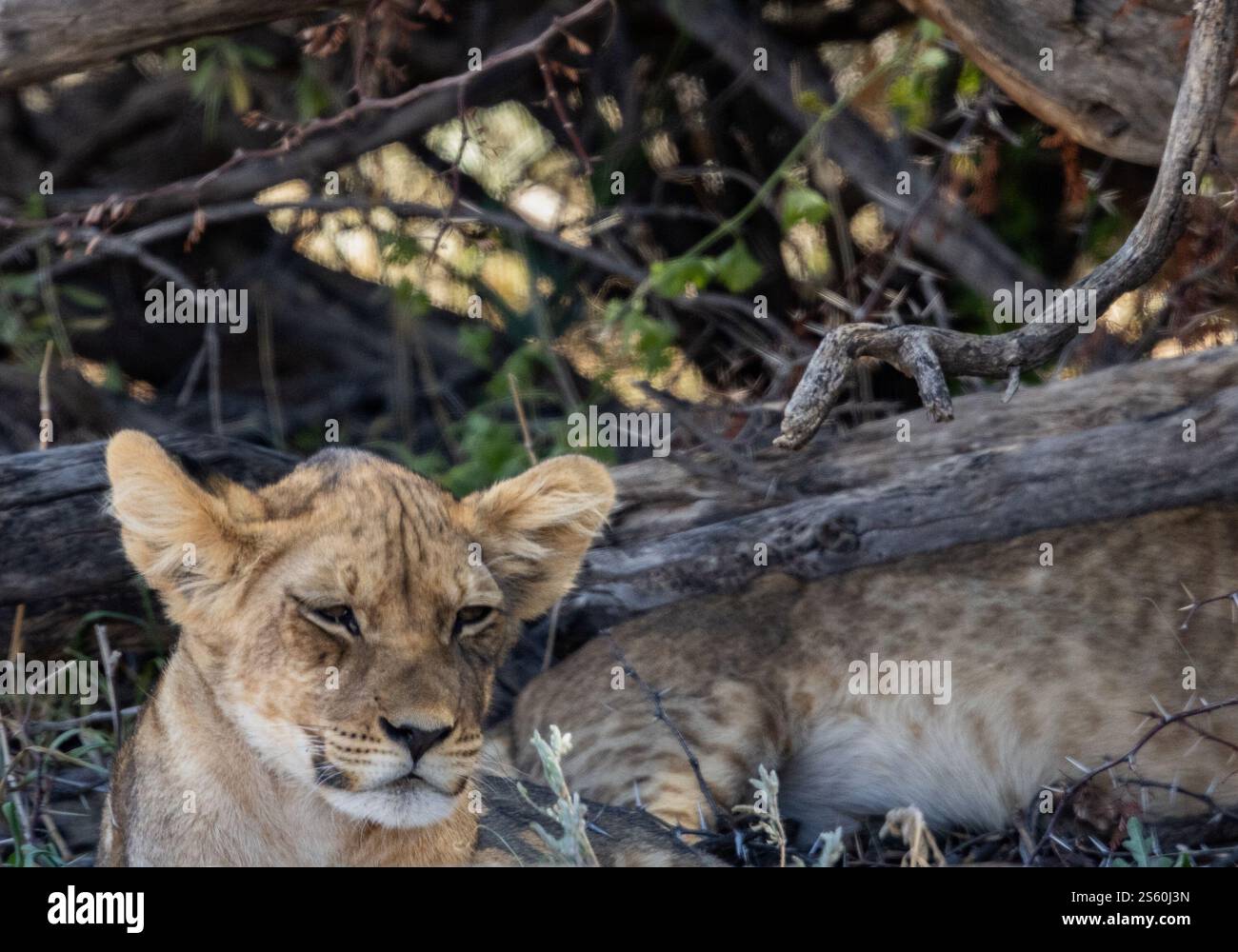 Coppa dei leoni con occhi sonnolenti sotto i rami degli alberi Foto Stock
