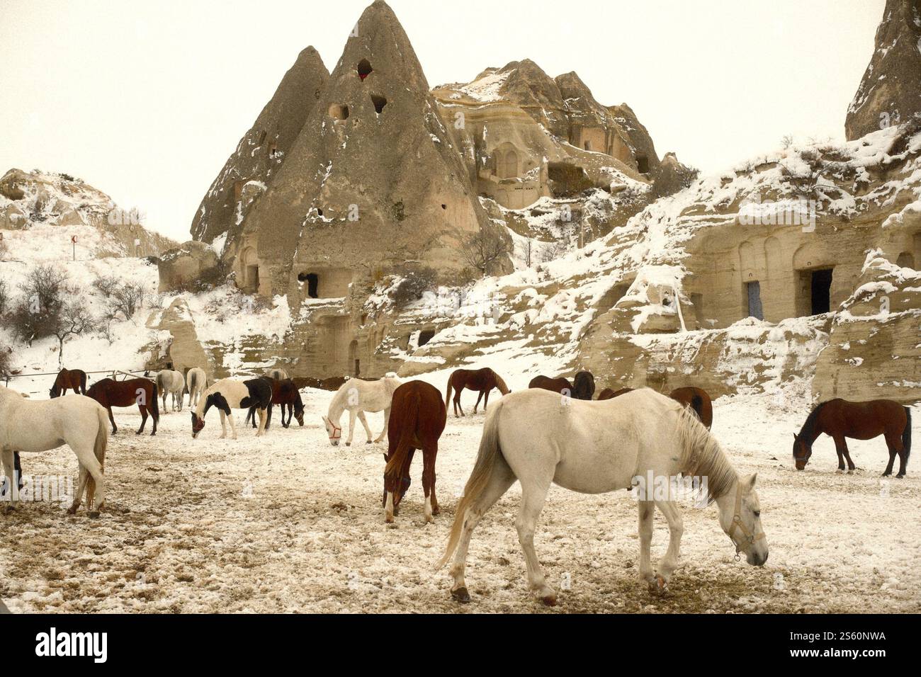Cavalli bruni e cavalli bianchi riposano nel giardino innevato del ranch con lo sfondo della grotta di pietra in Cappadocia, Turkiye Foto Stock