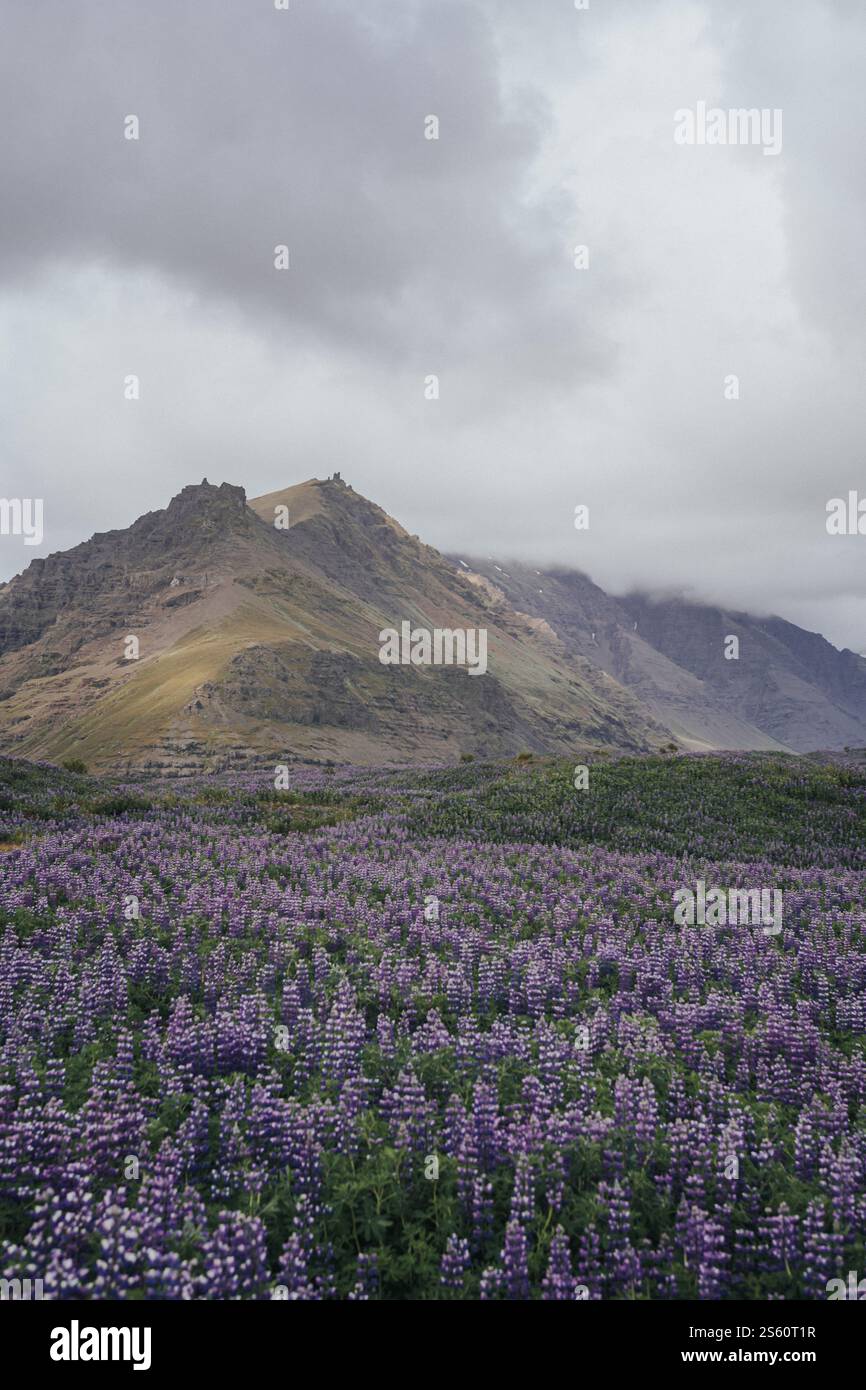 Campi di Lupine vicino al ghiacciaio Svinafellsjokull nell'Islanda meridionale, incorniciati da aspre montagne innevate. Foto Stock