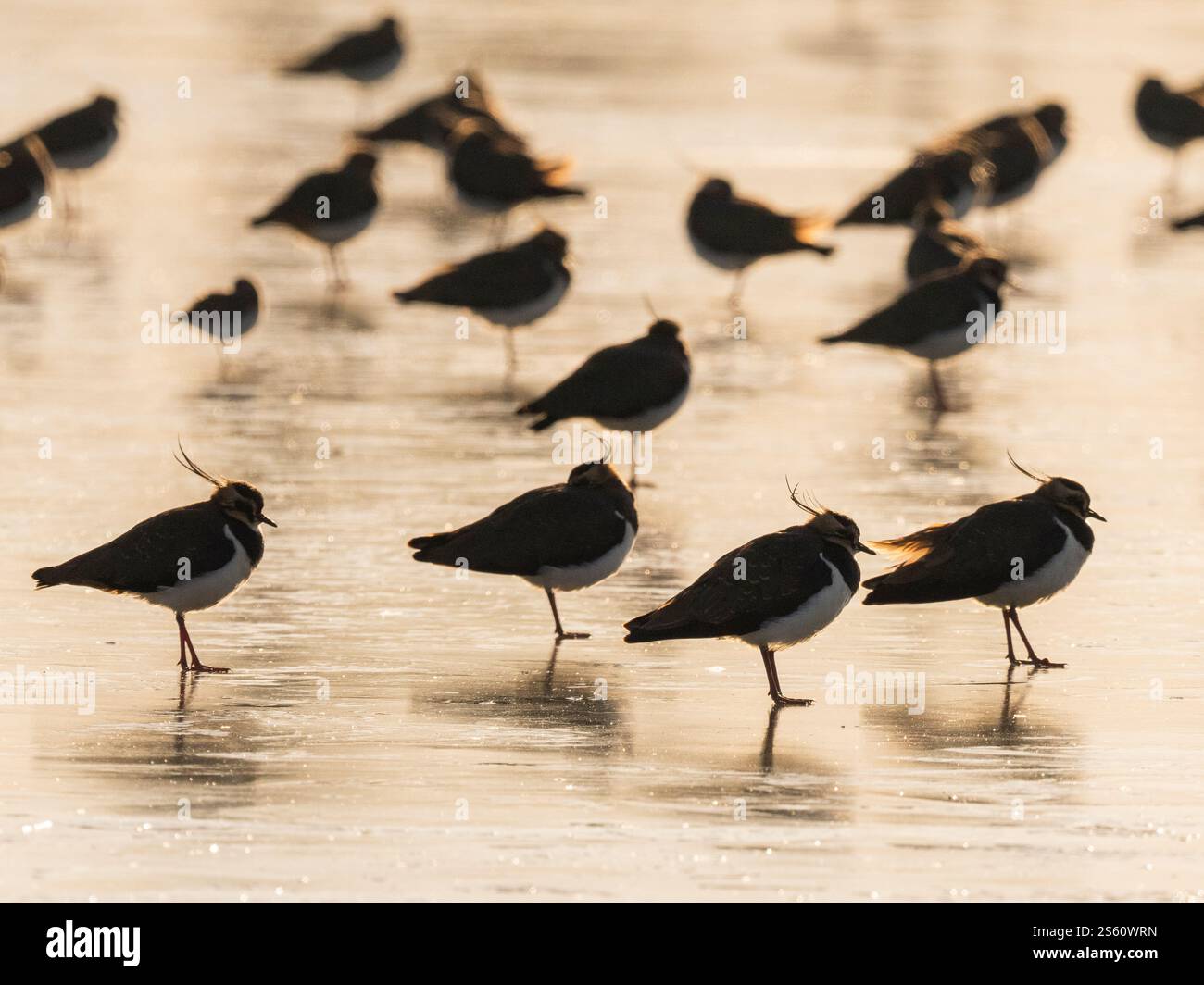 Gregge di lapwing settentrionale (Vanellus vanellus) che tormenta sul ghiaccio, Gloucestershire, Inghilterra Foto Stock