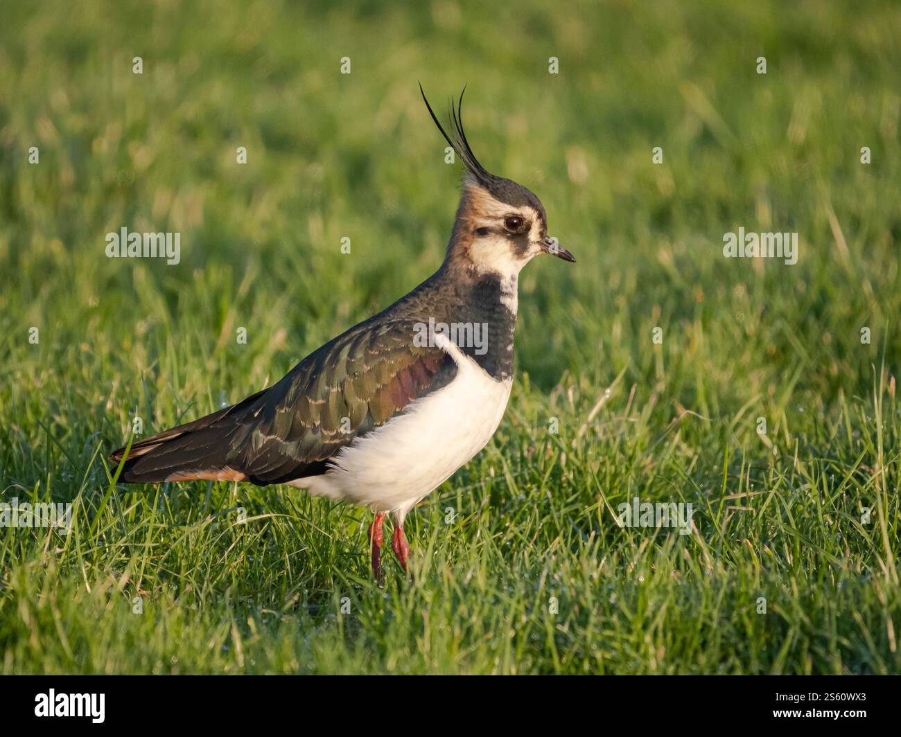 Lapwing settentrionale (Vanellus vanellus), vicino a Welney, Norfolk, Inghilterra Foto Stock