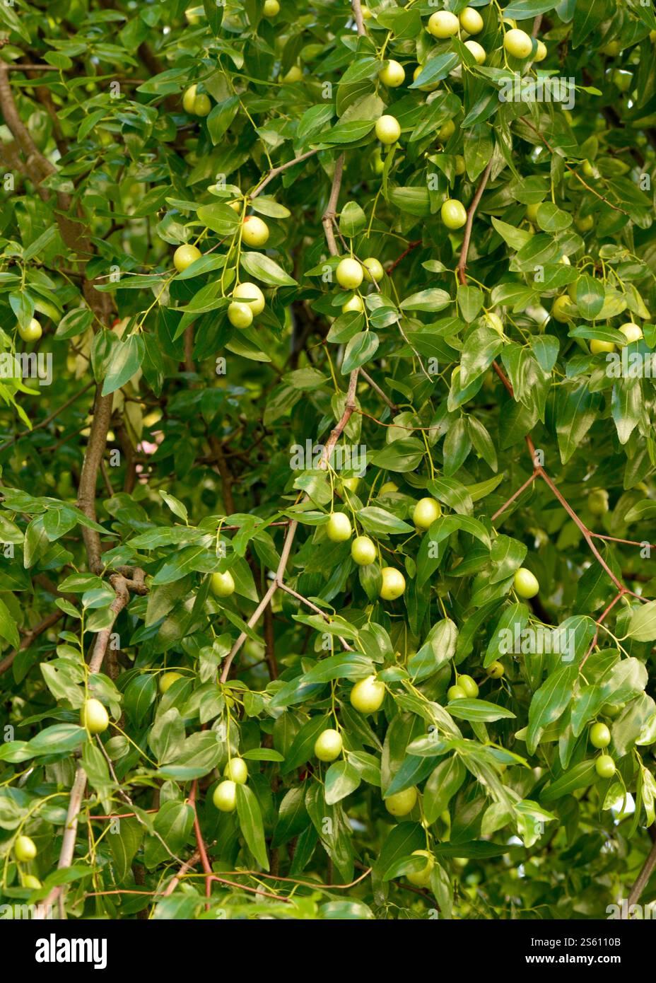 Abbondanza di Ziziphus jujuba o di date rosse o di datteri cinesi di jujuba verdi acuri frutti sull'albero Foto Stock