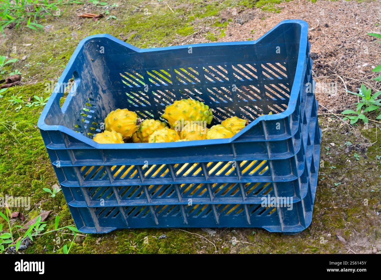 Bella Pitahayas gialla matura in casse, nella stessa fattoria, pronta per la vendita. Foto Stock