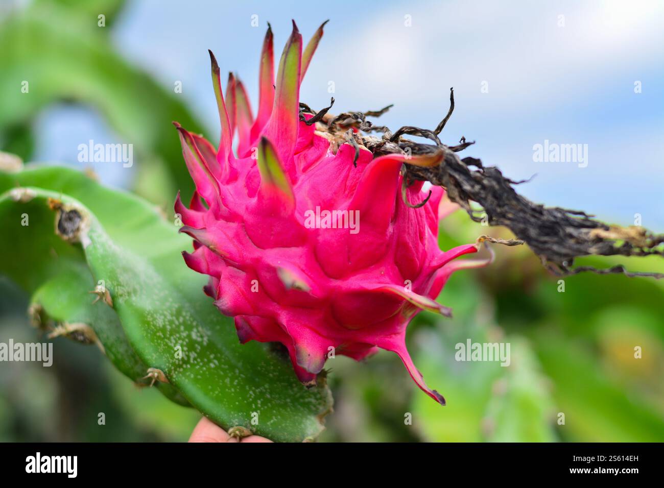 Frutto maturo di Pitahaya rossa (Hylocereus undatus) tra bellissime foglie verdi, con sfondo sfocato, pronto per la raccolta. Foto Stock