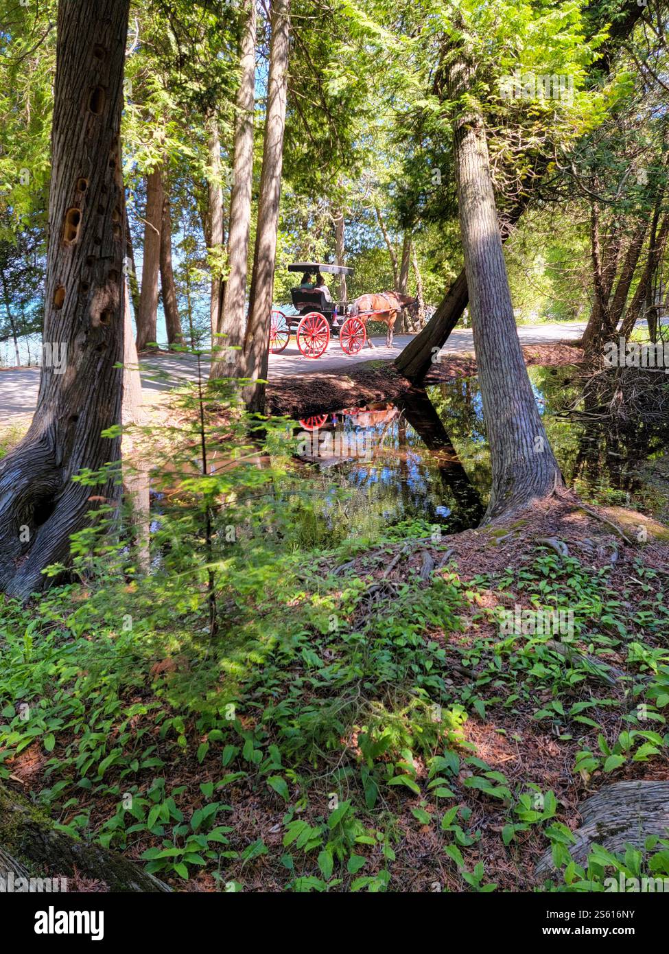 Mackinac Island Woodland Trail, Michigan. Una strada di 13 miglia M-185, l'unica autostrada statale degli Stati Uniti senza veicoli motorizzati, fa una strada circolare - Immagine stock catturata con smartphone