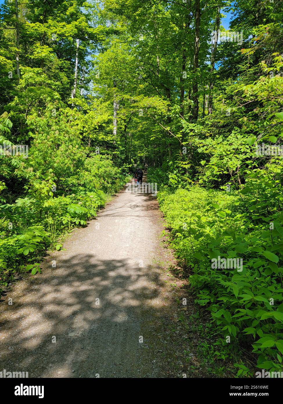 Mackinac Island Woodland Trail, Michigan. Una strada di 13 miglia M-185, l'unica autostrada statale degli Stati Uniti senza veicoli motorizzati. - Immagine stock catturata con smartphone
